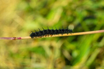 Peacock Butterfly Black and white spikey Caterpillars close up