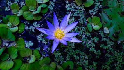 Blue Color Growing Water Lily With Water Hyacinth