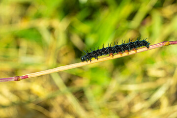 Peacock Butterfly Black and white spikey Caterpillars close up