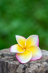 Triple color plumeria on an old wood with green background