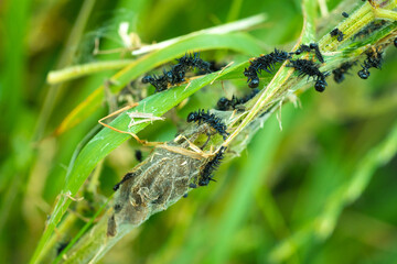 Peacock Butterfly Black and white spikey Caterpillars killed by farmers insecticide