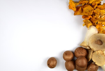 colourful mix of fresh mushrooms