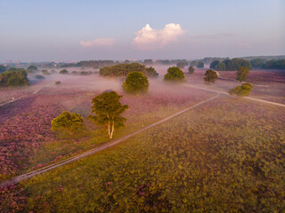 Blooming Heather fields, purple pink heather in bloom, blooming heater on the Veluwe Zuiderheide...