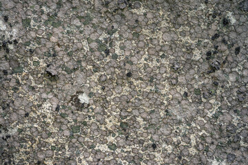 Background of stony surface covered with lichen