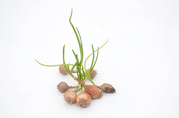 bunch the red green onion soil heap isolated on white background.