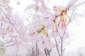 雪桜_S202009