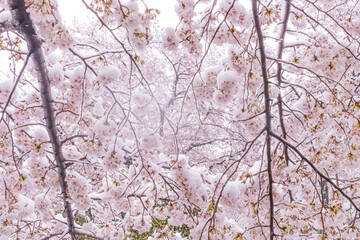 Obraz premium 雪桜_S202008