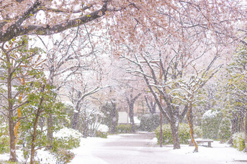 雪桜_S202003