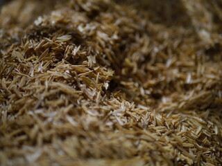 Close up of paddy for tree planting
