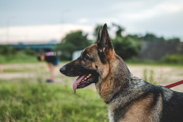a german shepherd is on a leash, focusing on something that is far a away. this is during a training session and dog looks very serious. dog training is very important, especially for large dogs. 