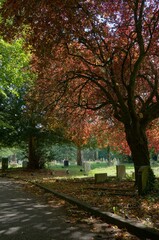 path in autumn park cemetery