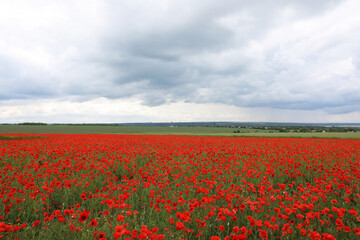 Beautiful red poppy flowers growing in field