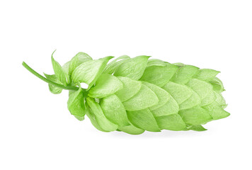 Hop isolated on a white background, close-up. Hop cone. Beer brewery concept.