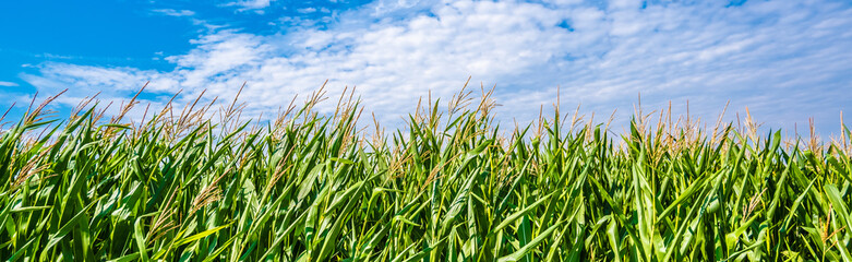 Green Maize Corn Field Plantation In Summer Agricultural Season. Skyline Horizon, Blue Sky...