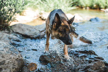 a german shepherd dog playing in the river in japan. the gsd is enjoying playing fetch in the water and dog is shaking water off. the dog looks excited. swimming is great summer activity for activedog