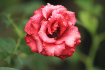 Fototapeta premium pretty close up rose flower picture