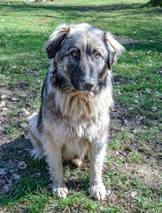 Big dog sitting