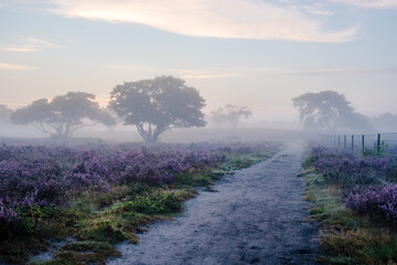 Blooming Heather fields, purple pink heather in bloom, blooming heater on the Veluwe Zuiderheide...