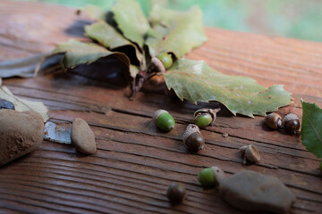 木の実や葉っぱを集める、子どもの遊び、森のおままごと