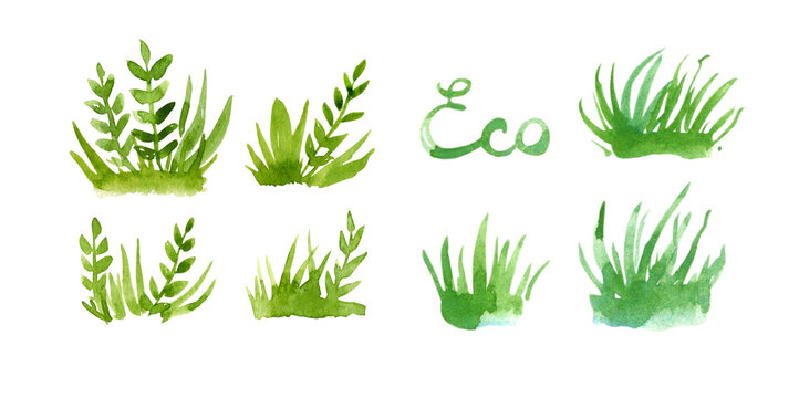 Watercolor set of green grass isolated on white background. Hand drawn illustration of herb. Spring lawn for label.