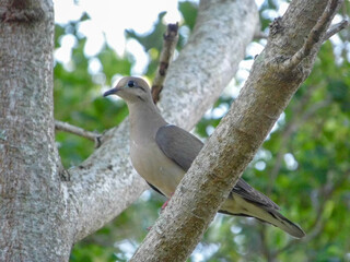 Close up of an Eared Dove perched in a branch