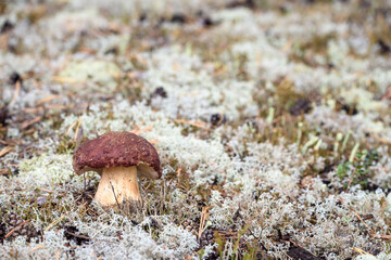Edible boletus with red hat and thick leg collected by mushroom picker on white moss in pine forest.