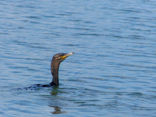 Neotropic Cormorant swimming in clear water