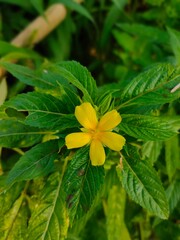 yellow flower in the garden