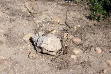 sandstone lizard on rock on the ground