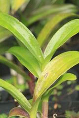 pretty garden plant with beautiful color