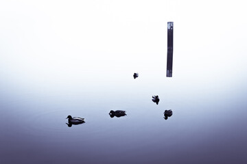 Isolated Silhouettes of Ducks on a lake in Brandenburg Germany on a misty Winter Day no. 5