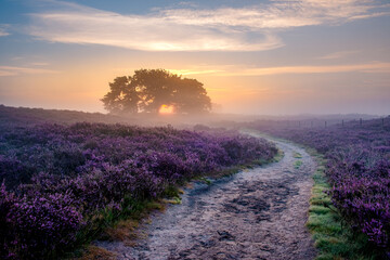 Blooming Heather fields, purple pink heather in bloom, blooming heater on the Veluwe Zuiderheide...