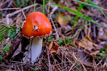 Young poisonous mushroom red amanita in the wild