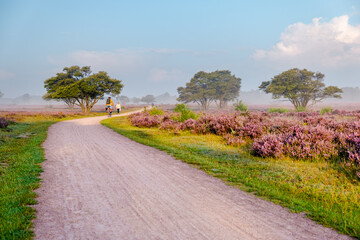 Blooming Heather fields, purple pink heather in bloom, blooming heater on the Veluwe Zuiderheide...
