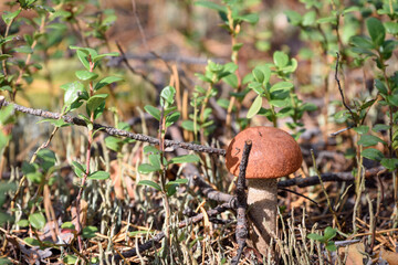 Edible mushroom boletus with red hat grows on white moss on an autumn day in the forest.