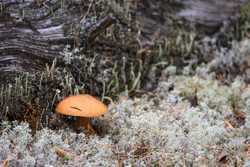 Edible mushroom boletus with red hat grows on white moss on an autumn day in the forest.