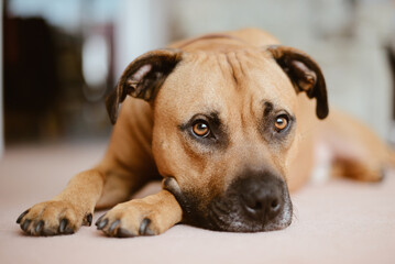 Staffie Cross Orange Dog Lying Down