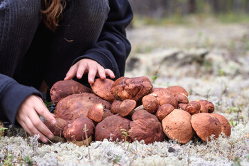 The girl folds her hands collected boletus with red hat and thick leg in pile in the forest.