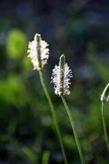 Spitzwegerich in Blüte