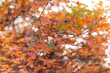 Colorful Autumn leaves in the park close up