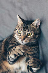 Cat playing with its paws, happy pet