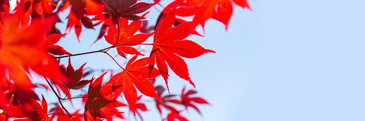 Red maple leaves panoramic background whith copy space, autumn concept