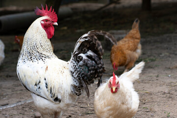 Beautiful rooster in a farmyard with white chickens