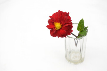 the beautiful red dahlia flower with leaf in the glass isolated on white background.