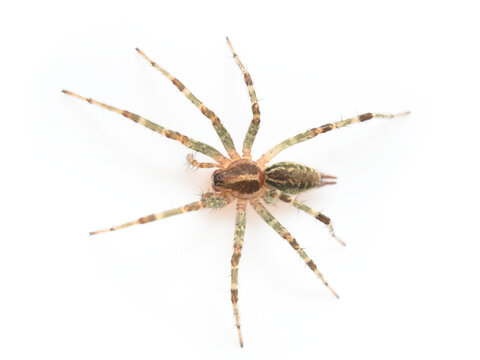 spider on a white background, Agelena opulenta