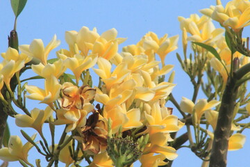 Obraz na płótnie Canvas yellow Frangipani Tropical Spa Flower. Plumeria