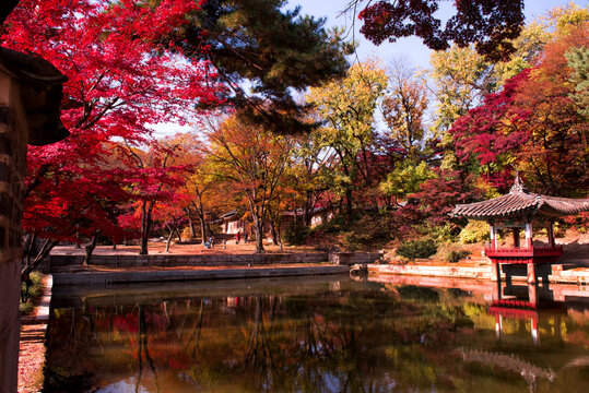 The scenery of Autumn, Huwon,Secert garden,Changdeokgung palace,Unesco World heritage,Seoul Korea.