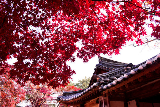 The scenery of Autumn, Huwon,Secert garden,Changdeokgung palace,Unesco World heritage,Seoul Korea.