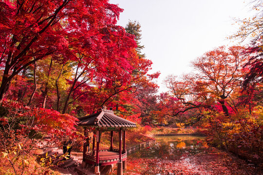 The scenery of Autumn, Huwon,Secert garden,Changdeokgung palace,Unesco World heritage,Seoul Korea.