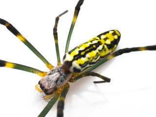 spider on a white background, Nephila clavata